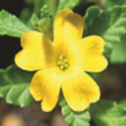 Damiana (Turnera aphrodisiaca)