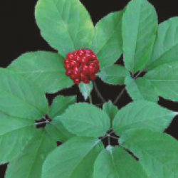 Ginseng (Panax Ginseng)